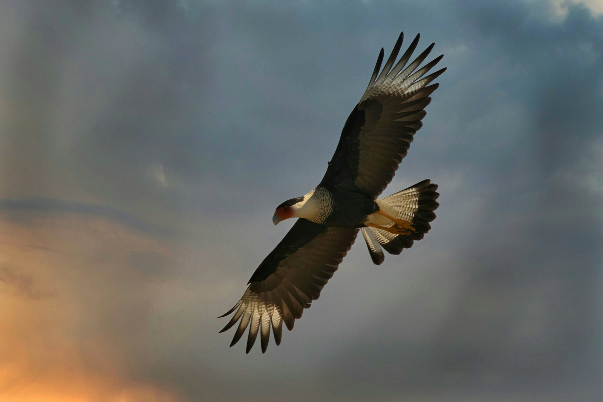condor